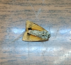 Cryptocala chardinyi