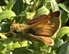 Atalopedes campestris