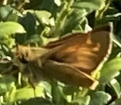 Atalopedes campestris