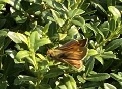 Atalopedes campestris