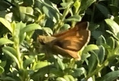 Atalopedes campestris