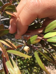 Pleradenophora bilocularis