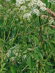 Cicuta maculata image