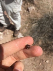 Pleradenophora bilocularis