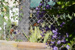 Danaus plexippus