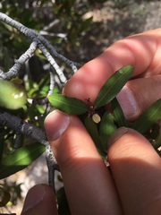Pleradenophora bilocularis
