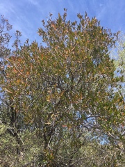 Pleradenophora bilocularis