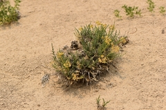 Lomatium nuttallii