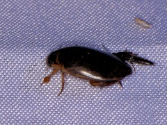 Thermonectus nigrofasciatus