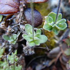 Draba nivalis