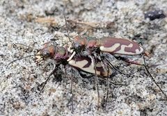 Cicindela lengi versuta