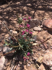 Penstemon parryi