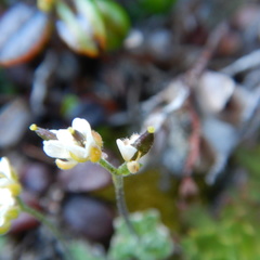 Draba nivalis