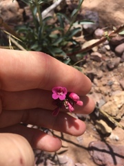 Penstemon parryi