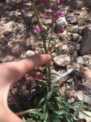 Penstemon parryi