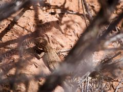 Uta stansburiana uniformis