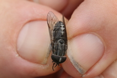 Tabanus nigripes