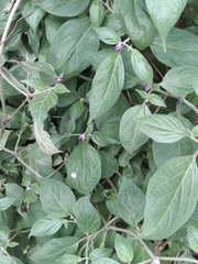 Capsicum pubescens