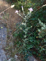 Centaurea paniculata