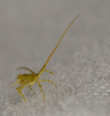 Paronellidae