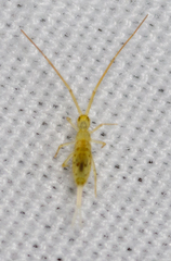Paronellidae
