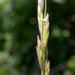 Harford's Oniongrass - Photo (c) 2008 Keir Morse, some rights reserved (CC BY-NC-SA)