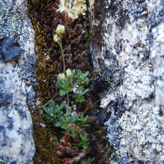 Draba nivalis