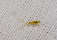 Paronellidae