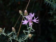 Centaurea paniculata