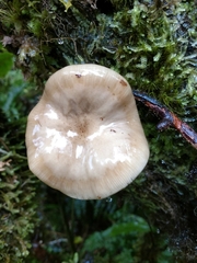 Armillaria novae-zelandiae