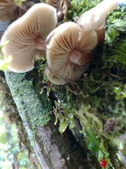 Armillaria novae-zelandiae