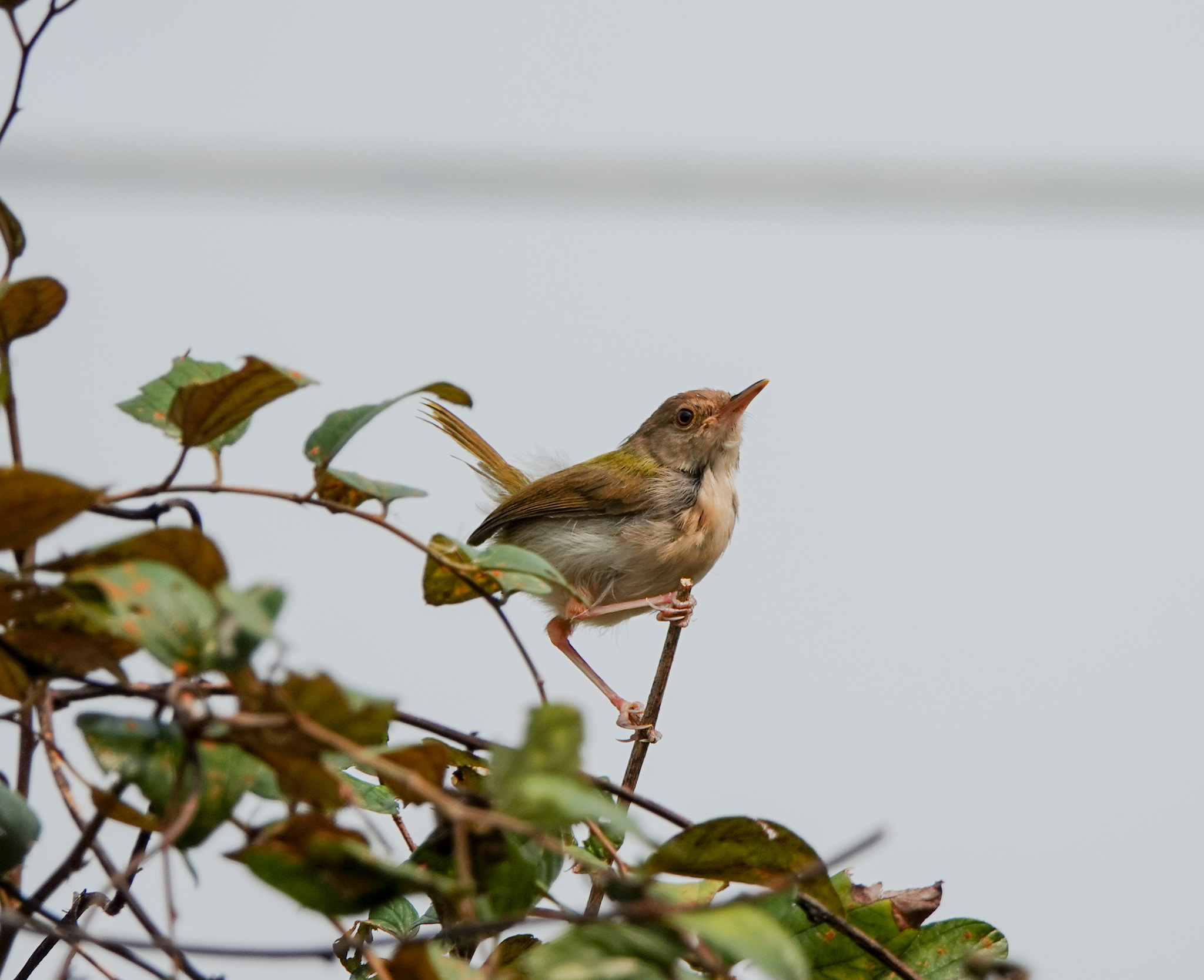 Common Tailorbird
