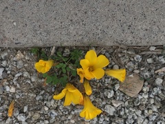 Oxalis perdicaria