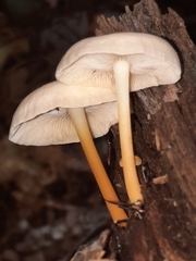 Gymnopus aquosus