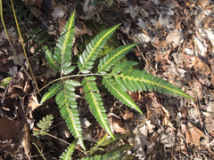 Arachniodes simplicior