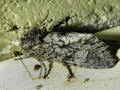 Copivaleria grotei