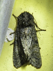 Copivaleria grotei