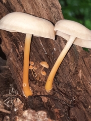 Gymnopus aquosus