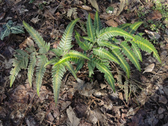 Arachniodes simplicior