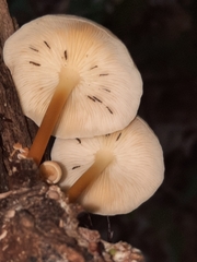 Gymnopus aquosus