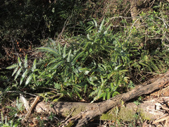 Arachniodes simplicior