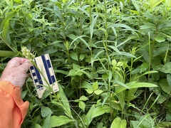 Platanthera psycodes