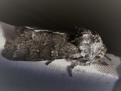 Psaphida rolandi