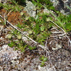 Antennaria monocephala