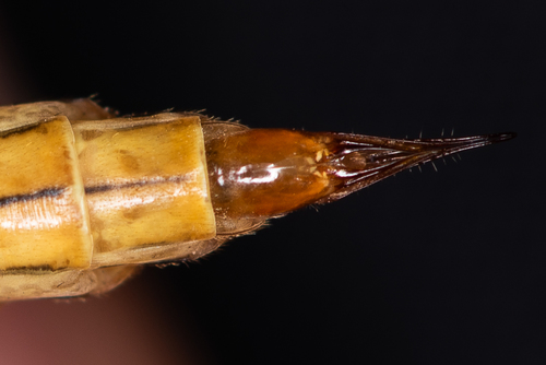Bruine tijger, photo 7 of 10