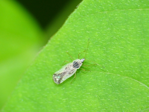 Leptopharsa, 2021-07-11