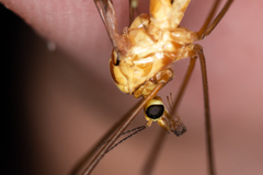 Nephrotoma scurra