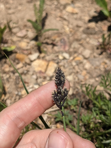 Nelson's sedge (Carex nelsonii)