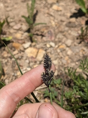 Carex nelsonii