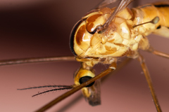 Nephrotoma scurra